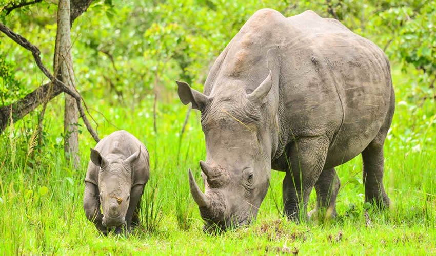 Endangered Species to watch on a Uganda Safari