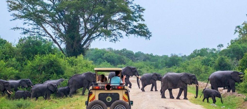 Which Is The Best National Park In Uganda?