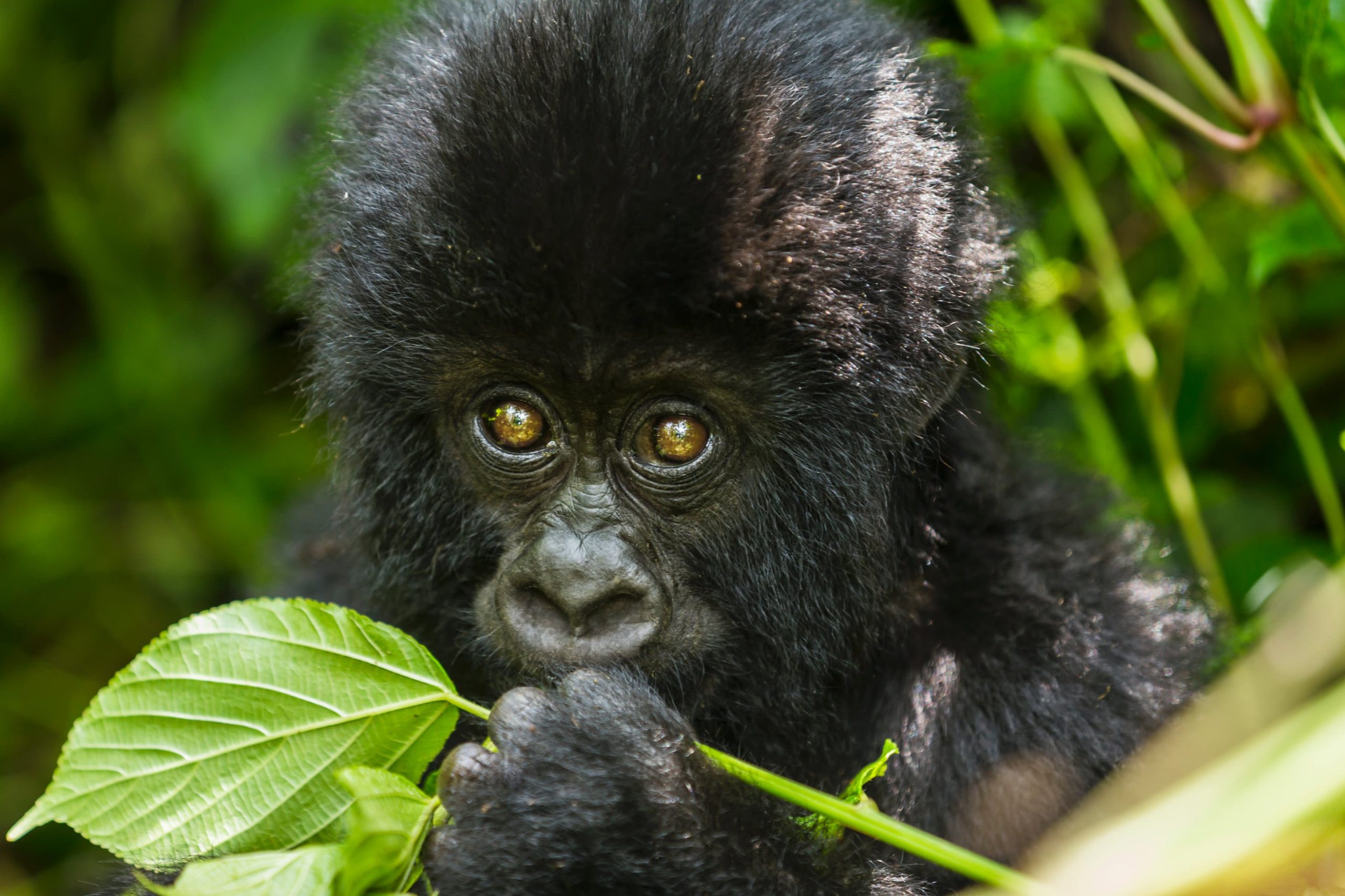 Are Gorillas Dangerous Animals?