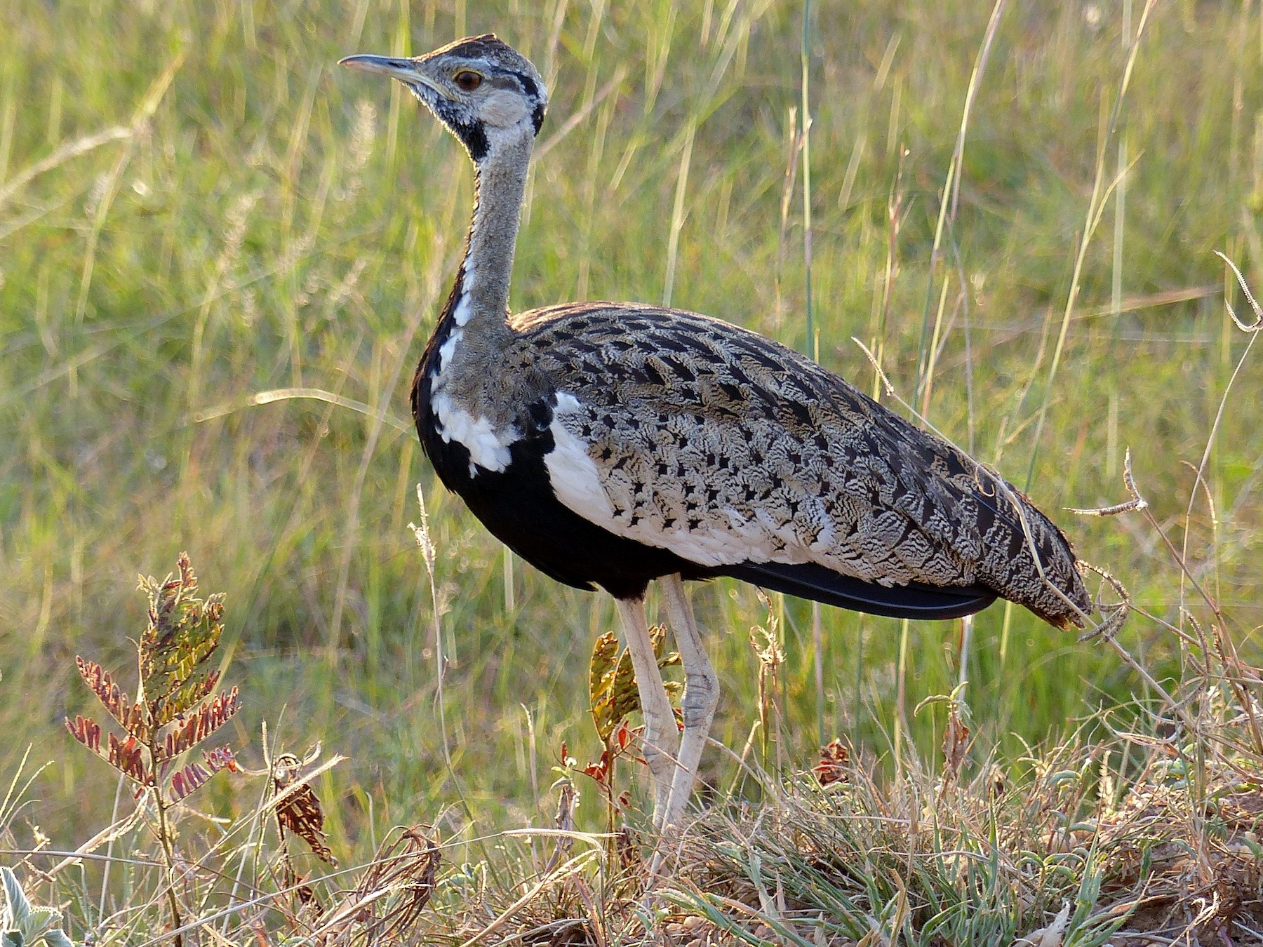 Akagera National Park Bird Checklists