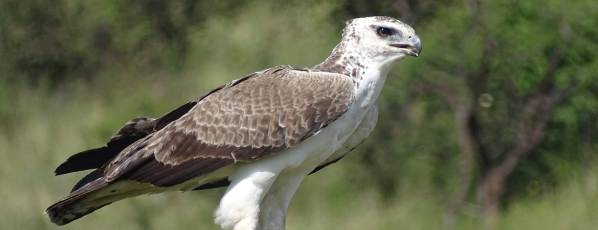 Bird Species In Lake Mburo National Park