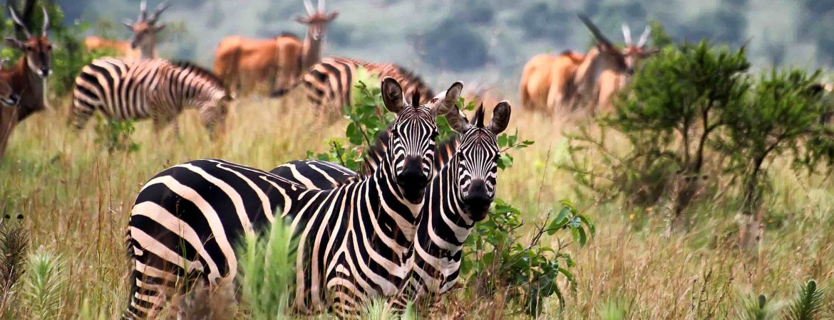 Choosing The Best National Park In Rwanda