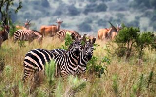 Choosing The Best National Park In Rwanda