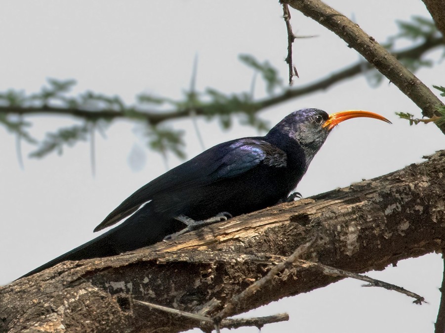 Birds in Arusha National Park